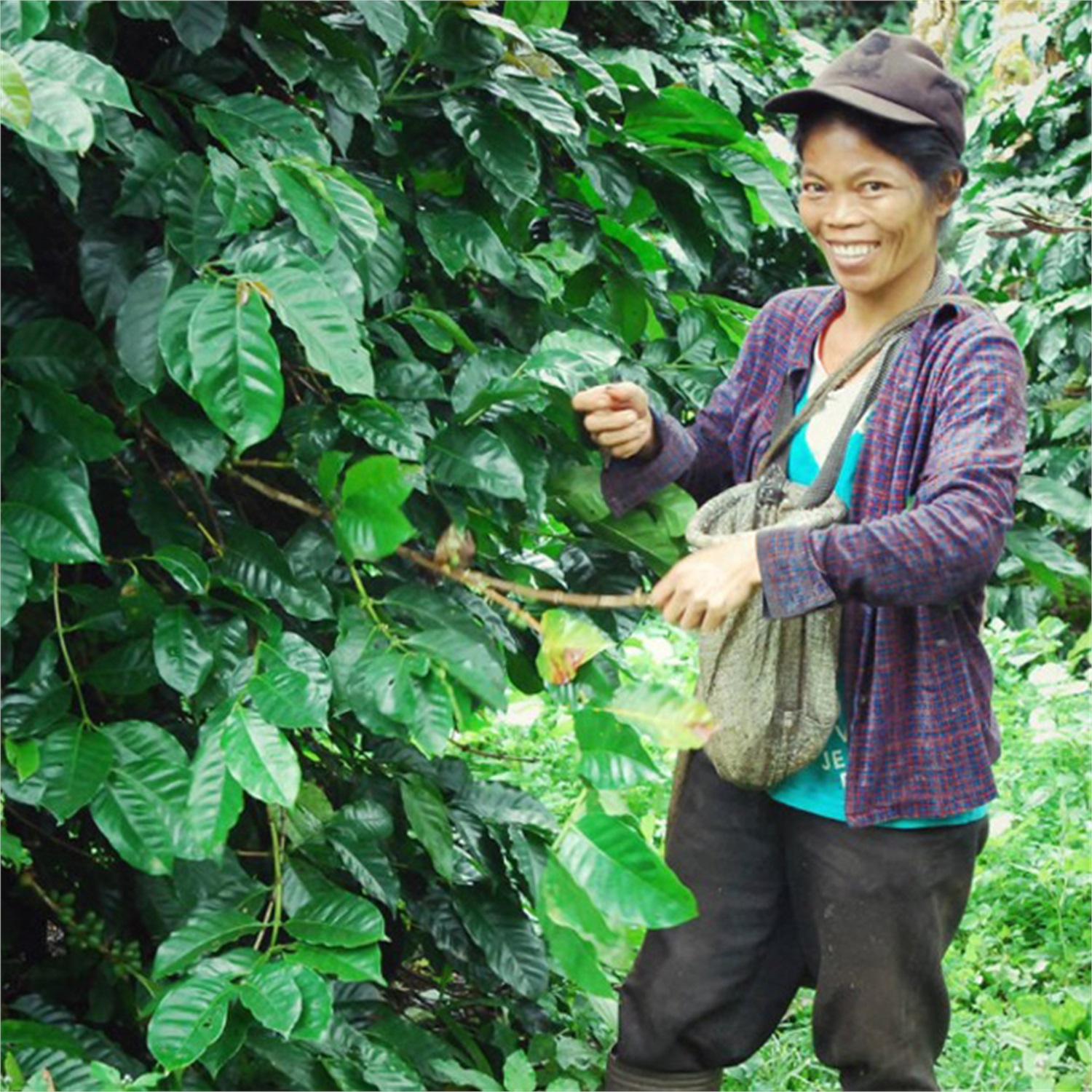 single-estate-sumatra-ketiara-coop-bio-koffiebonen-025kg