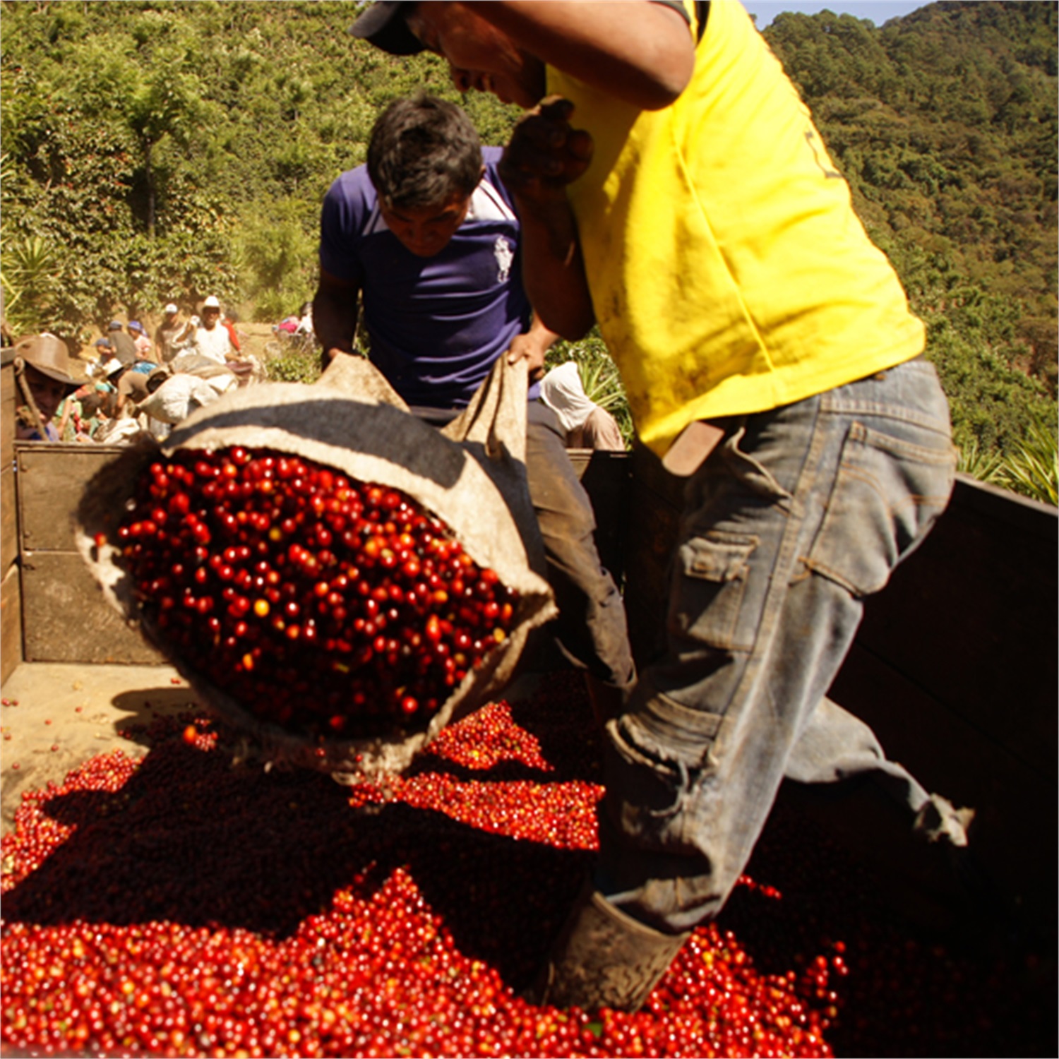 single-estate-guatemala-puerta-verde-koffiebonen-025-kg